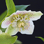 Hellebore Tutu White